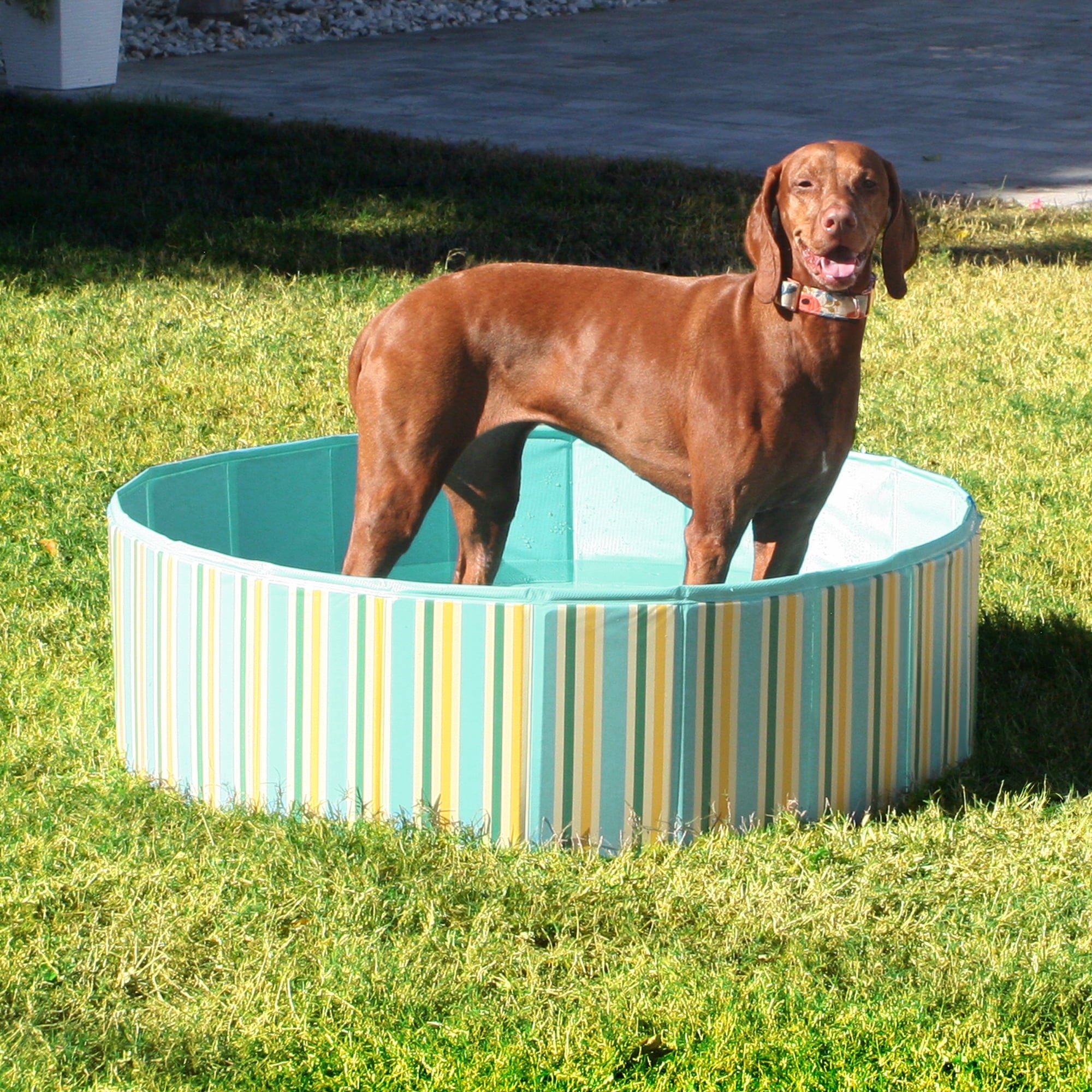 Vibrant Life Round Collapsible Pet Pool, 39